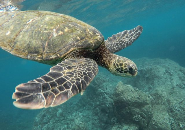 L’alimentazione delle tartarughe in acquario: consigli e miti da sfatare