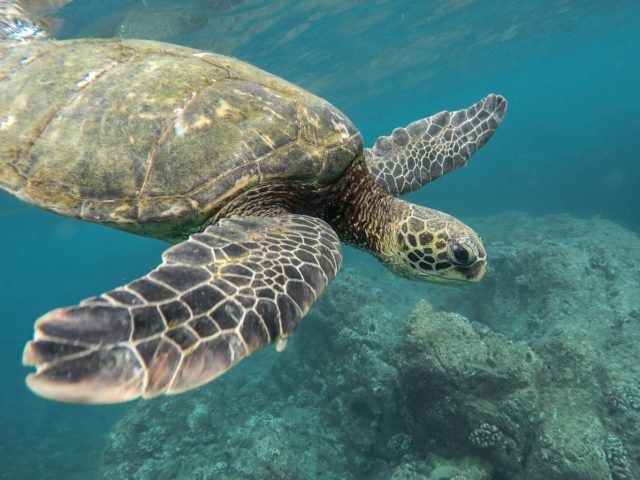 L’alimentazione delle tartarughe in acquario: consigli e miti da sfatare