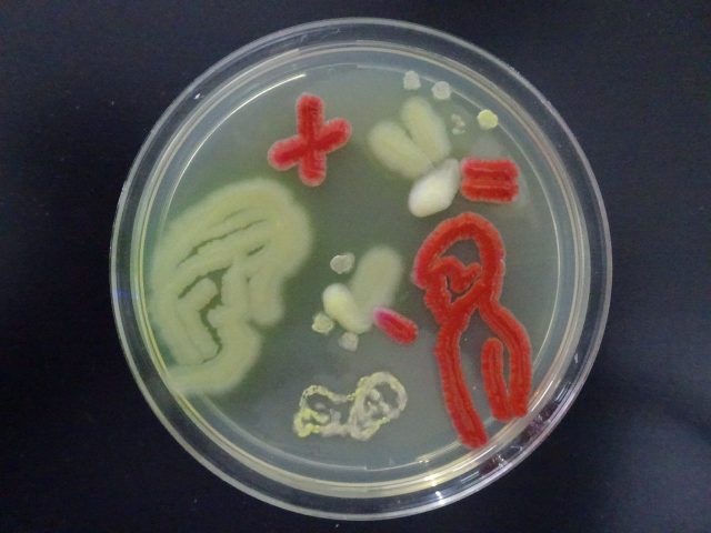 Il Microbiota Umano: Un Ecosistema Chiave per la Salute e il Futuro della Medicina